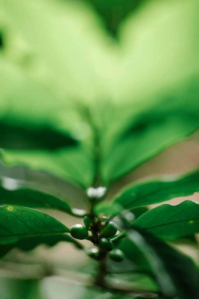 A close-up of a coffee plant showing green beans and lush foliage in natural light.